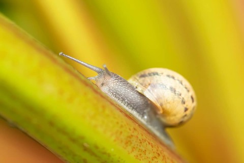Garden snail (Cornu aspersum) adult gastropod molluscs on a garden rhubarb vegetable plant stem in