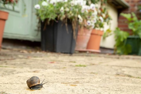 Garden snail (Cornu aspersum) adult gastropod molluscs on a garden patio in summer, England, United