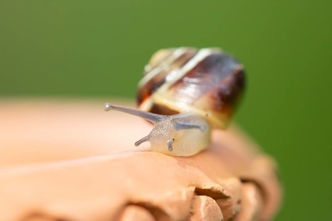 Striped snail (Cernuella virgata) adult gastropod molluscs on a garden plant pot in summer,