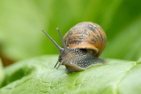 Garden snail (Cornu aspersum) adult gastropod molluscs on a garden vegetable plant leaf in summer,