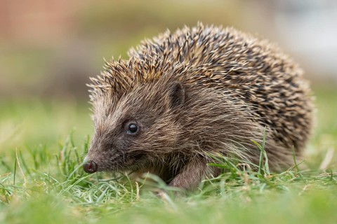 European hedgehog (Erinaceus europaeus) adult animal on a garden grass lawn in summer, England,
