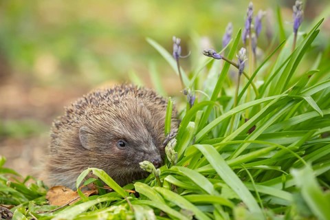 European hedgehog (Erinaceus europaeus) adult animal in a garden next to Bluebell flowers in