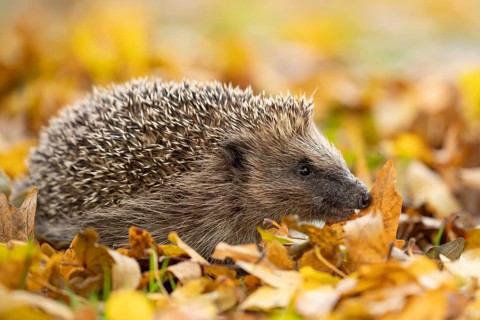 European hedgehog (Erinaceus europaeus) adult animal walking on fallen autumn leaves in a garden,