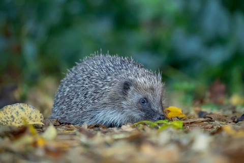 European hedgehog (Erinaceus europaeus) adult animal on fallen autumn leaves in a garden, England,
