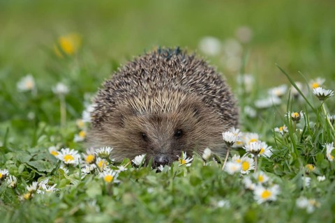 European hedgehog (Erinaceus europaeus) adult animal on a garden grass lawn with flowering daisey