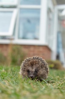 European hedgehog (Erinaceus europaeus) adult animal on a garden grass lawn with an urban house in