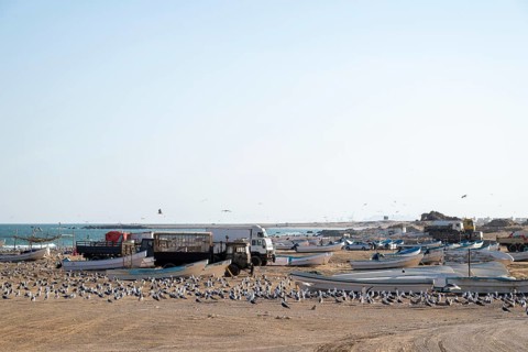 Seagulls on the beach, fishing boats and trucks, Oman