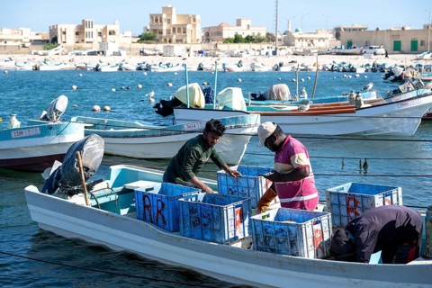 Fishing boats in Mirbat harbour, fish is sorted, Oman