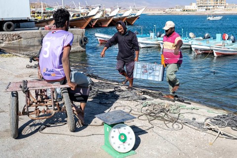 Fishing boats in Mirbat harbour, fish is sorted and weighed, Oman