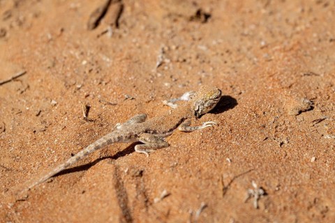 Gecko (Gekkonidae) in desert, Rhub al Khali, Oman