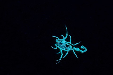 Scorpio in the desert, Rhub al Khali, Emty Quarter, Empty Quarter, Grandma