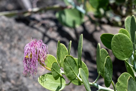 Flower, Caper bush (Capparis spinosa), Oman