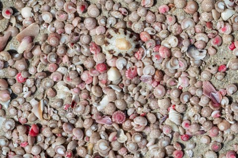Colourful mussels and snails on the beach near Khaluf, Oman