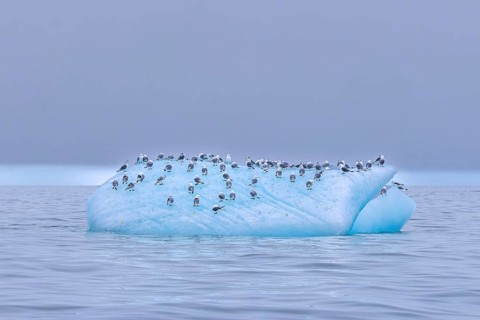 Black-legged kittiwakes (Rissa tridactyla) flock in breeding plumage resting on ice floe in the