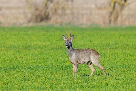 European roe deer (Capreolus capreolus) adult buck, male in grassland, meadow, shedding velvet from