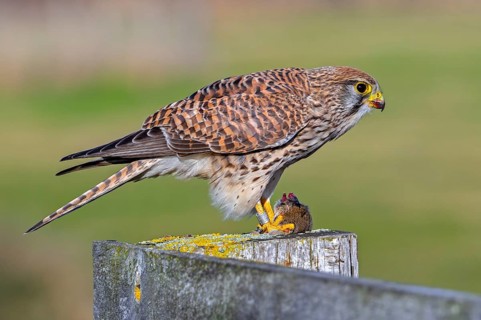 Common kestrel / European kestrel (Falco tinnunculus) female perched on wooden fence post eating