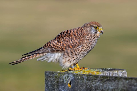 Ringed common kestrel / European kestrel (Falco tinnunculus) female perched on wooden fence post in