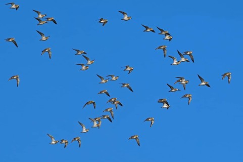 European golden plovers (Pluvialis apricaria) flock in non-breeding plumage in flight against blue