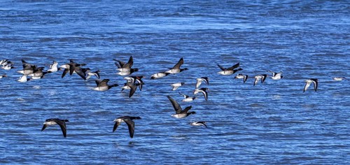 Pale-bellied brant geese (Branta bernicla hrota) flying among brent geese and common pied