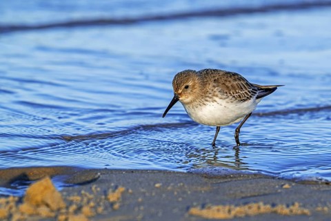 Dunlin (Calidris alpina) adult in winter plumage foraging for worms and crustaceans in swash zone /