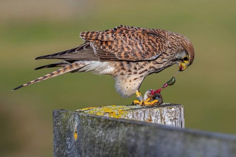 Common kestrel / European kestrel (Falco tinnunculus) female perched on wooden fence post tearing