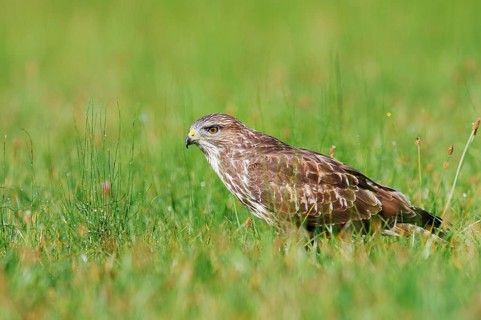 Common buzzard (Buteo buteo) sitting in a meadow, North Rhine-Westphalia, Germany