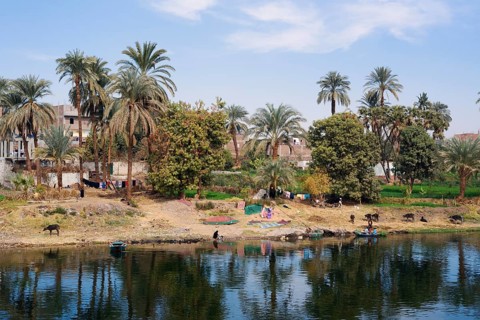 Houses and palm trees on the banks of the Nile near Luxor, Egypt