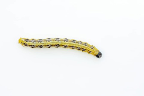 Box tree moth (Cydalima perspectalis), caterpillar on white background, North Rhine-Westphalia,