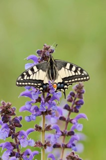 Swallowtail (Papilio machaon) in a meadow sage (Salvia pratensis), North Rhine-Westphalia, Germany