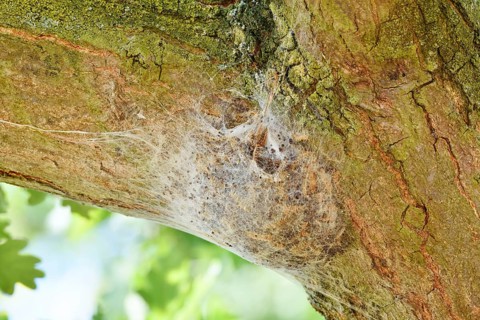 Oak processionary moth (Thaumetopoea processionea), web nest on tree trunk, North Rhine-Westphalia,