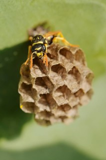 House field wasp or French field wasp (Polistes dominula) building a nest, Algarve, Portugal