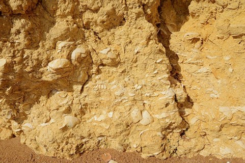 Fossil mussel shells in rocks on the coast, Algarve, Portugal