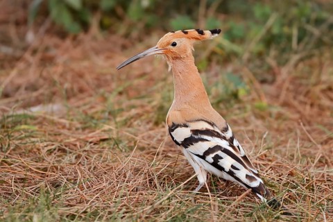 Hoopoe (Upupa epops), Algarve, Portugal