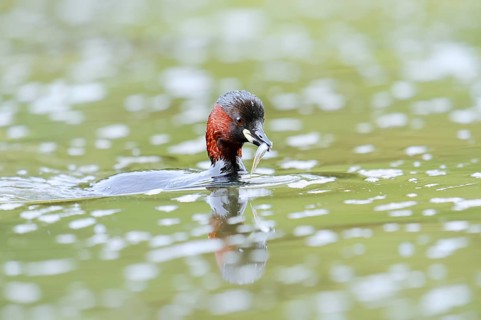 Little grebe (Tachybaptus ruficollis) with preyed fish, North Rhine-Westphalia, Germany