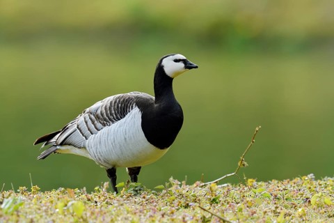 White-fronted goose or barnacle goose (Branta leucopsis), North Rhine-Westphalia, Germany
