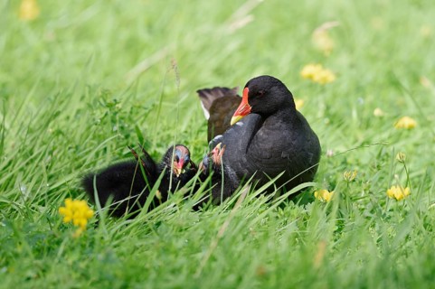 Water rail or moorhen (Gallinula chloropus) with chicks in a meadow, North Rhine-Westphalia,