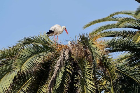 White stork (Ciconia ciconia), pair in the nest on a Canary Island date palm (Phoenix canariensis),