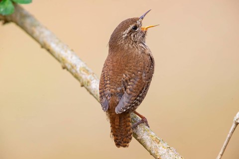 Wren (troglodytes troglodytes) Germany