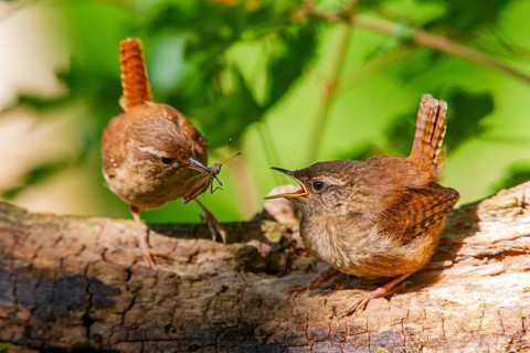 Eurasian wren (troglodytes troglodytes) adult and juvenile Germany