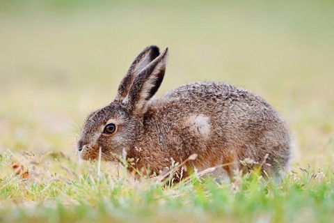 European hare (Lepus europaeus), young animal sitting in a meadow and eating grasses, North