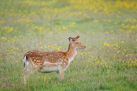 Fallow deer (Dama dama), fallow deer with velvet antlers standing in a flower meadow in spring,