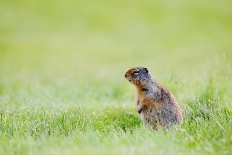 Columbia ground squirrel (Urocitellus columbianus, Spermophilus columbianus) sitting upright in a