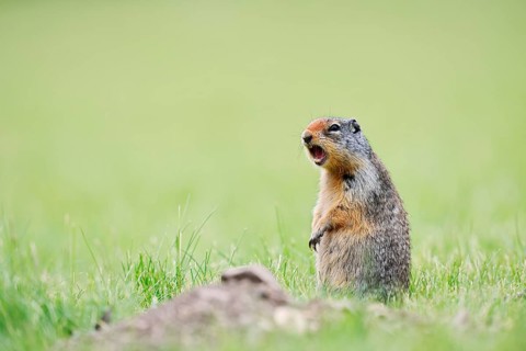 Columbia ground squirrel (Urocitellus columbianus, Spermophilus columbianus) sitting upright in a