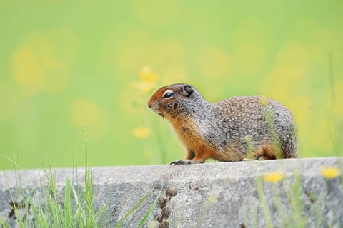 Columbia ground squirrel (Urocitellus columbianus, Spermophilus columbianus), Yoho National Park,