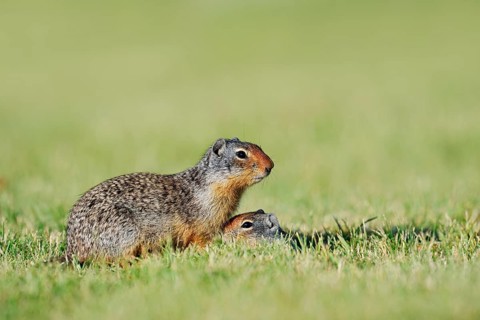 Columbia ground squirrel (Urocitellus columbianus, Spermophilus columbianus) with young at the