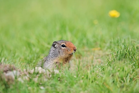 Columbia ground squirrel (Urocitellus columbianus, Spermophilus columbianus) at the burrow, Yoho