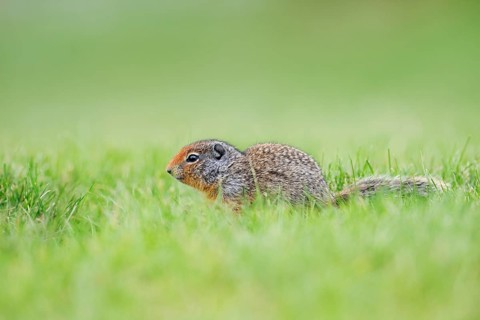 Columbia ground squirrel (Urocitellus columbianus, Spermophilus columbianus), juvenile, Waterton