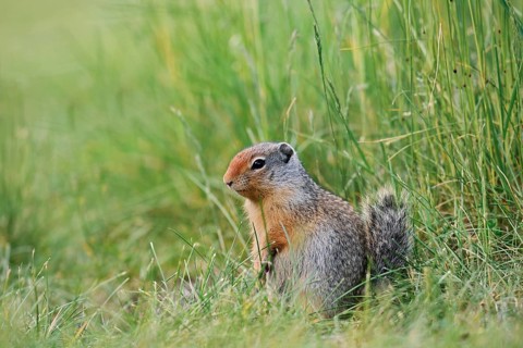 Columbia ground squirrel (Urocitellus columbianus, Spermophilus columbianus), juvenile, Banff