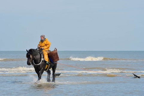 Crab fishermen on horseback prawn fishing, Oostduinkerke, Koksijde, West Flanders, Flanders,