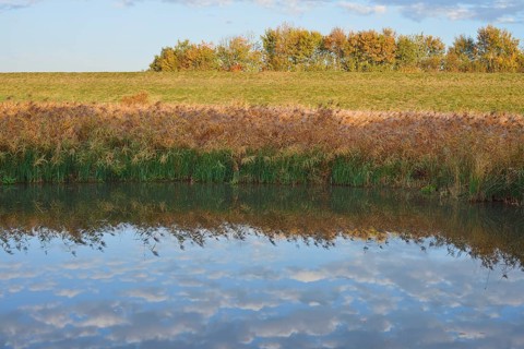 Clouds reflected in a pond with reeds (Phragmites australis, Phragmites communis) in autumn, North